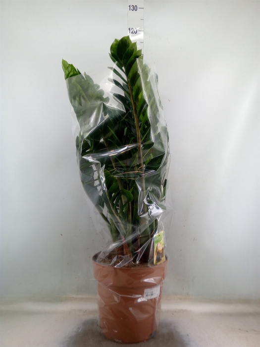 <h4>Zamioculcas zamiifolia</h4>