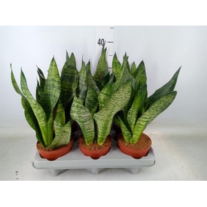 Sansevieria zeylanica