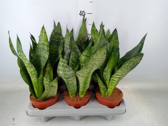 <h4>Sansevieria zeylanica</h4>