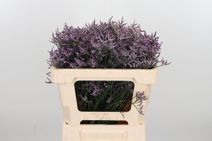 <h4>Lim Saf Lilac</h4>