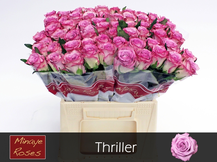 <h4>R GR THRILLER</h4>