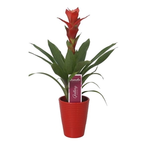 Guzmania Rouche in rood ribbel keramiek