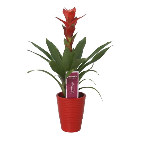 <h4>Guzmania Rouche in rood ribbel keramiek</h4>