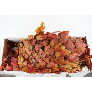 PF BEECH LEAFS AUTUMN BS 150GR