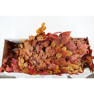 PF BEECH LEAFS AUTUMN BS 150GR