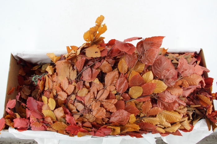 <h4>PF BEECH LEAFS AUTUMN BS 150GR</h4>