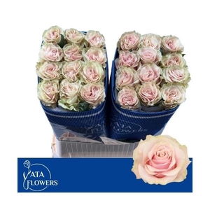 R gr Pink Mondial L8