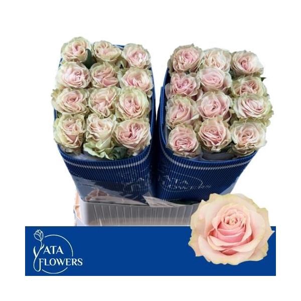 <h4>R gr Pink Mondial L8</h4>