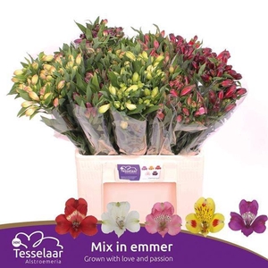 Alstr Mix in fust