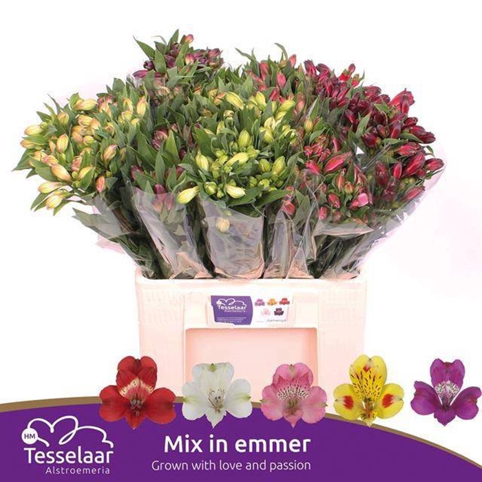 <h4>Alstr Mix in fust</h4>