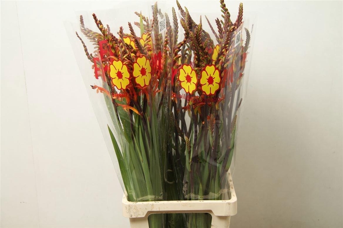 <h4>CROCOS RED KING</h4>