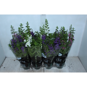 ANGELONIA P14 VARIADO