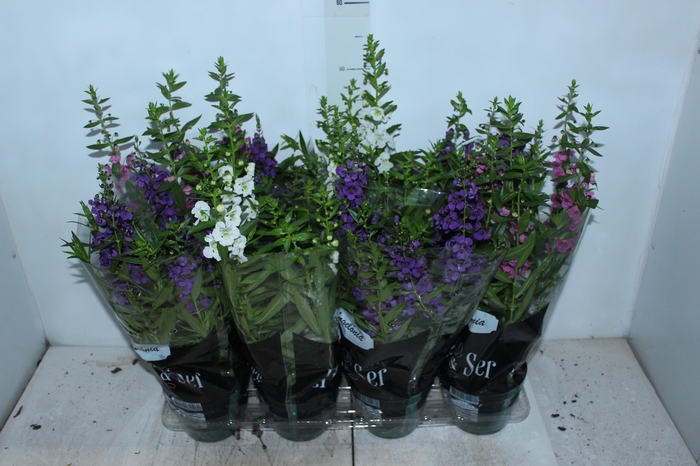 <h4>ANGELONIA P14 VARIADO</h4>