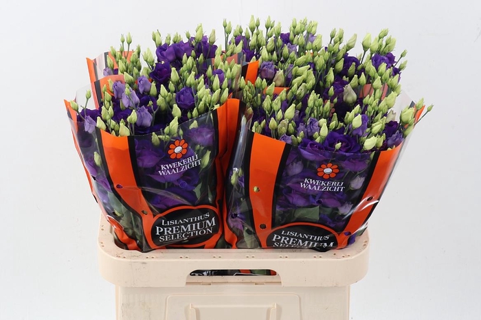 <h4>Eus G Rosi Blue</h4>