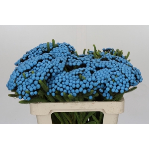 Kaaps Groen Alb. Royal  Blue