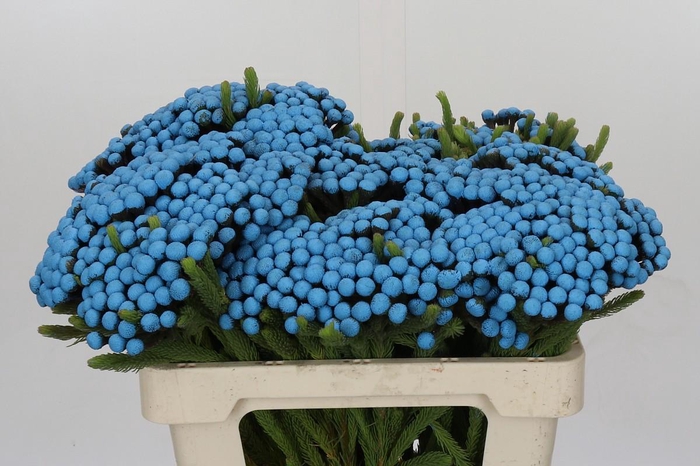 <h4>Cape Green Albiflora Royal Blue</h4>