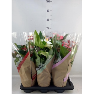 Anthurium   ...mix 4