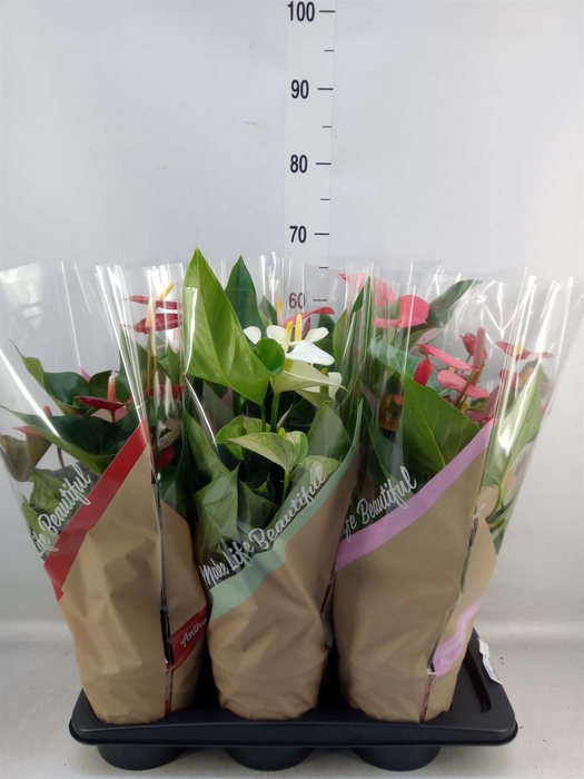 <h4>Anthurium   ...mix 4</h4>