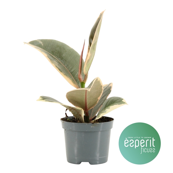 <h4>Ficus elastica Tineke</h4>