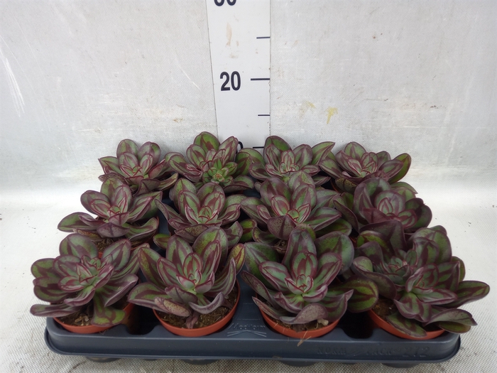 <h4>Echeveria   ...</h4>