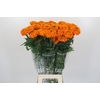 Tagetes Marigold Promise Orange