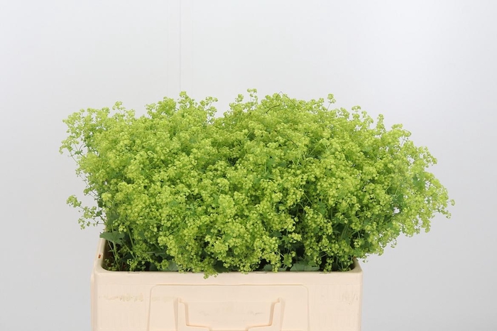 <h4>Alchimella Robusta</h4>