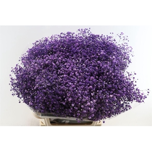 Gyps Pa. Cassis