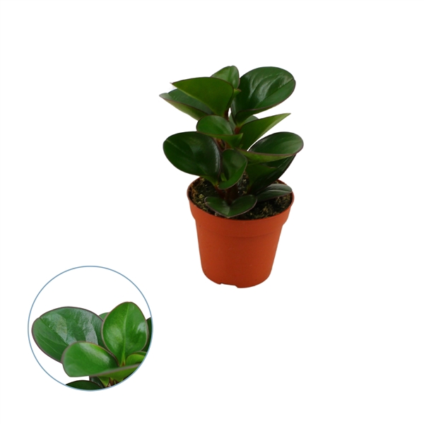 <h4>Peperomia burning bush 8,5cm</h4>