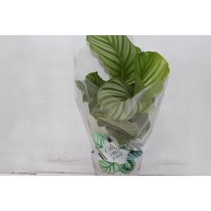 CALATHEA ORBIFOLIA P17
