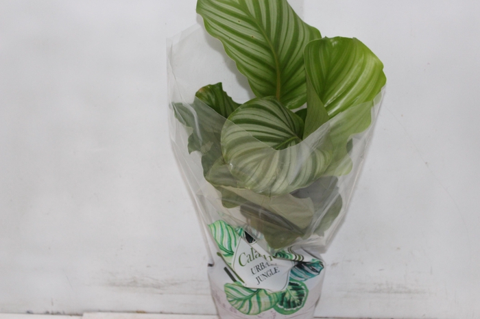 <h4>CALATHEA ORBIFOLIA P17</h4>