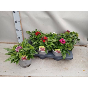 DIANTHUS BARBATUS P15