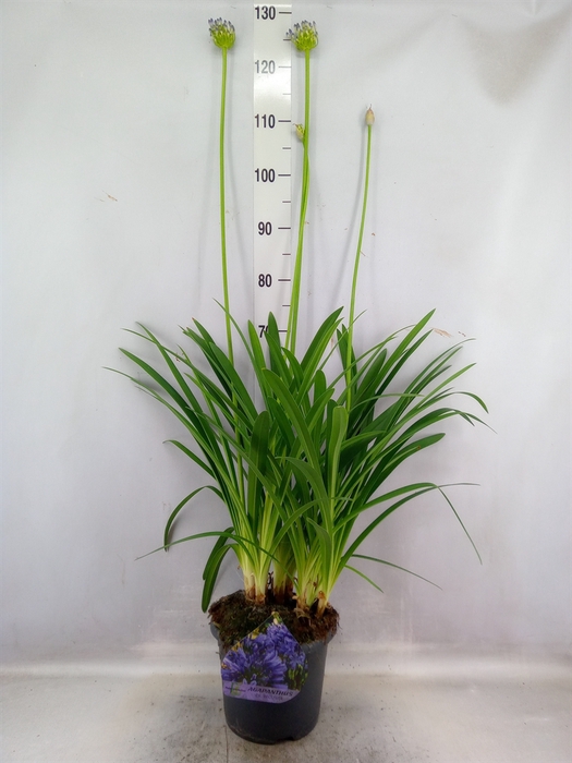 <h4>Agapanthus TR 'Dr. Brouwer'</h4>