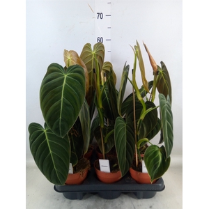 Philodendron melanochrysum