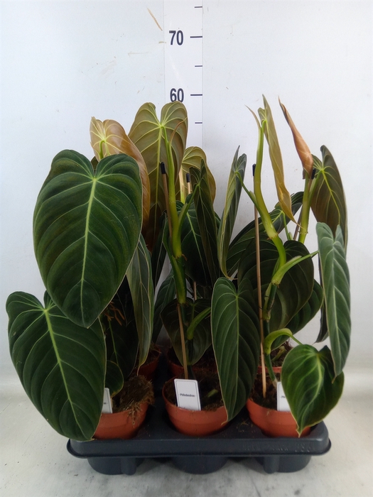 <h4>Philodendron melanochrysum</h4>