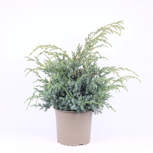 Juniperus chinensis 'Blue Alps'