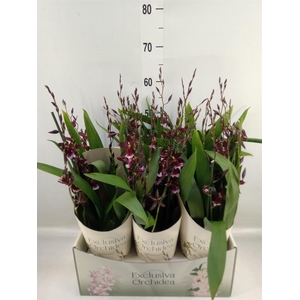 Burrageara  'Barrocco Red'