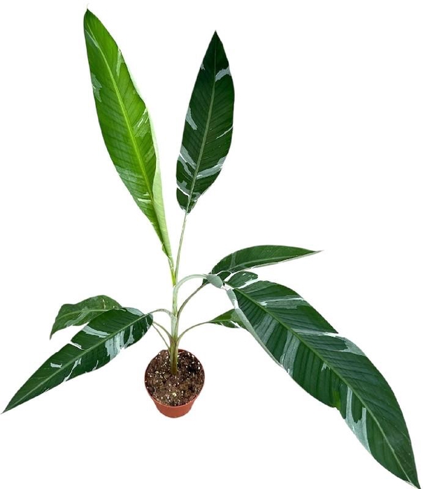 Musa Florida