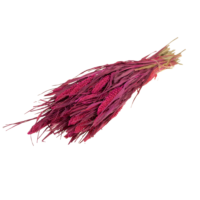 <h4>Setarea Italica Cerise</h4>