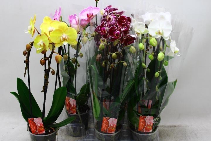 <h4>PHAL EL CASCADE</h4>