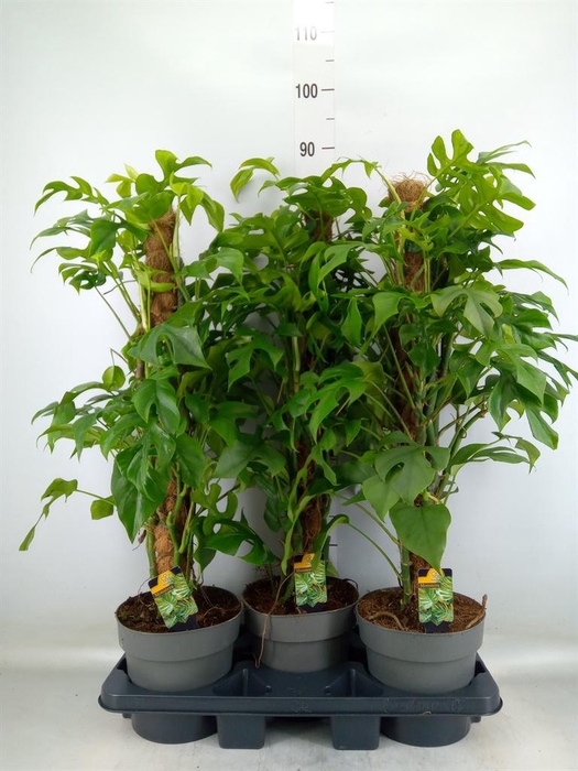 <h4>Philodendron   ...</h4>