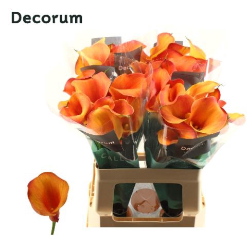 <h4>Calla Captain Odeon</h4>