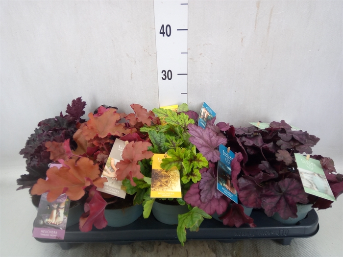 <h4>Heuchera  'Indian Summer'   ...mix</h4>