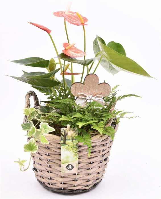 <h4>Wilg mand grijs met oor 18cm</h4>