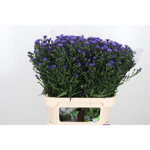 Aster Dark Milka