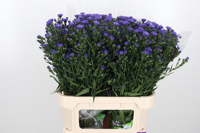 <h4>Aster Dark Milka</h4>