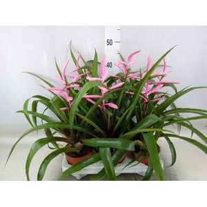 Tillandsia  'Andreas'