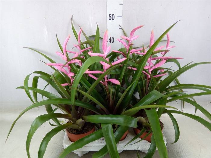 <h4>Tillandsia  'Andreas'</h4>