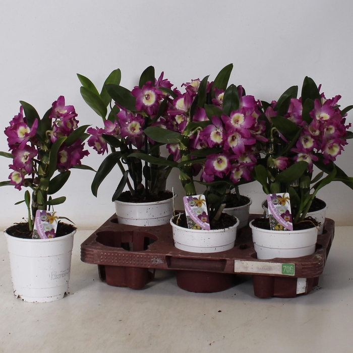 <h4>DEND NOBILE</h4>