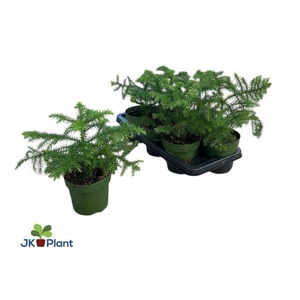 ARAU HETEROPHYL COMPACT P14