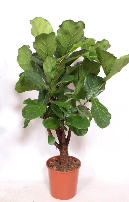 <h4>Ficus lyrata</h4>